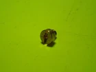 Nos Oem Harley Davidson Main Jet #180 P/n 27920-98 New. Price: $10.99.
