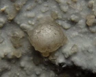 Thomsonite Beautiful "balls" & Phillipsite ! -- Czech Republic Folknare /PJ880 New. Price: $29.99.